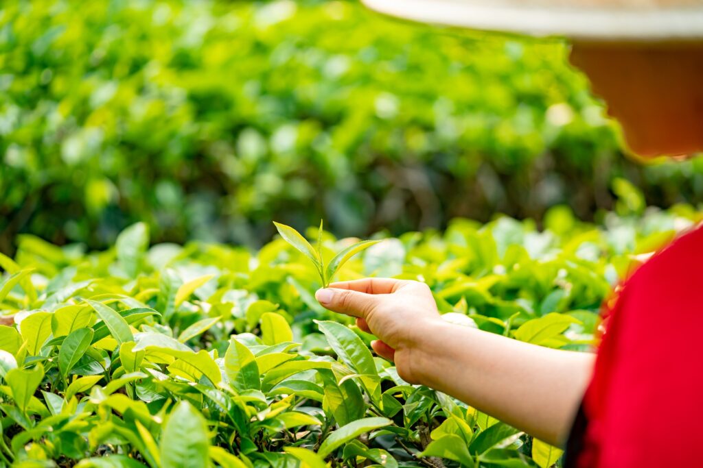 Zielona herbata - zioła na wspomaganie pamięci i koncentracji