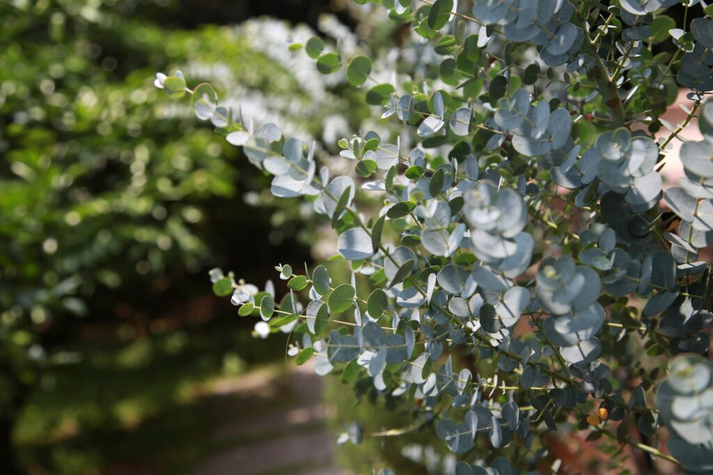 Eukaliptus - zioła na bóle stawów