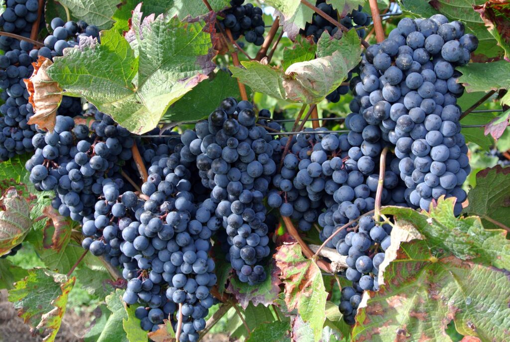Winogrono - pestki z winogrona na poprawę wzroku