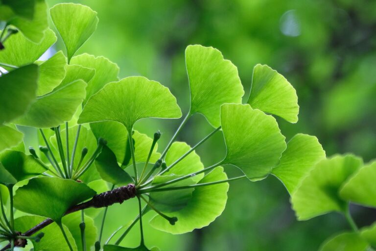 Ginkgo biloba - Miłorząb dwuklapowy