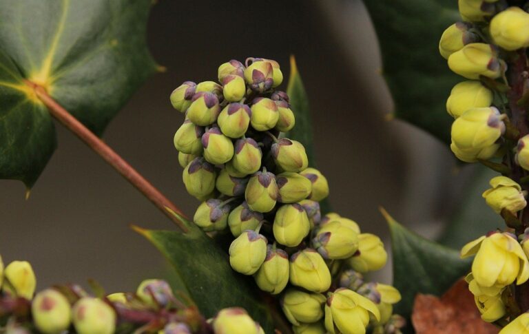Mahonia pospolita