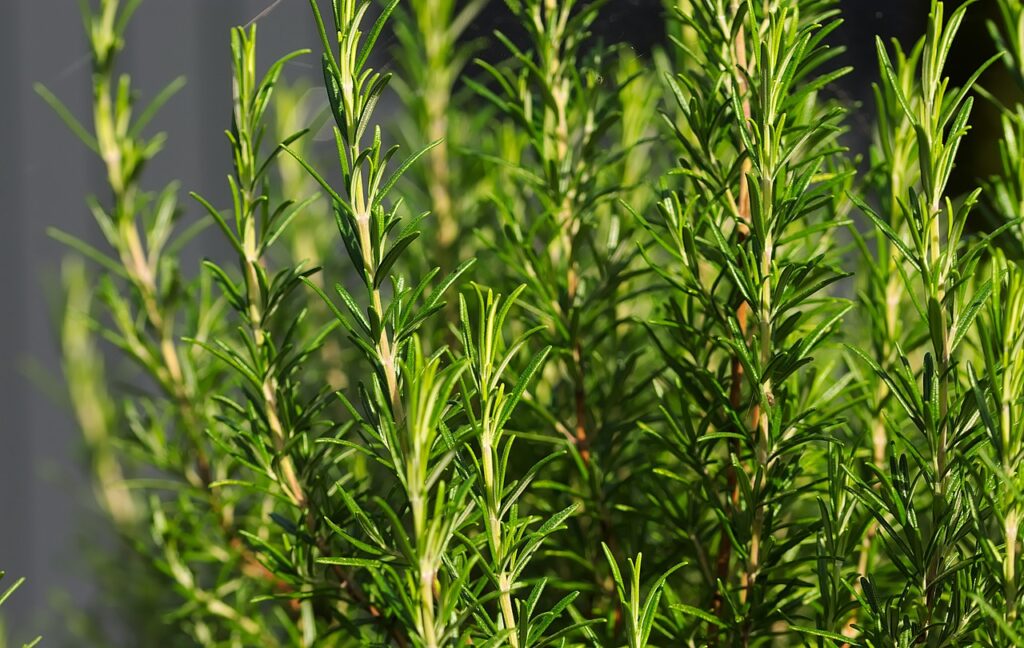 Rozmaryn - zioła do aromaterapii